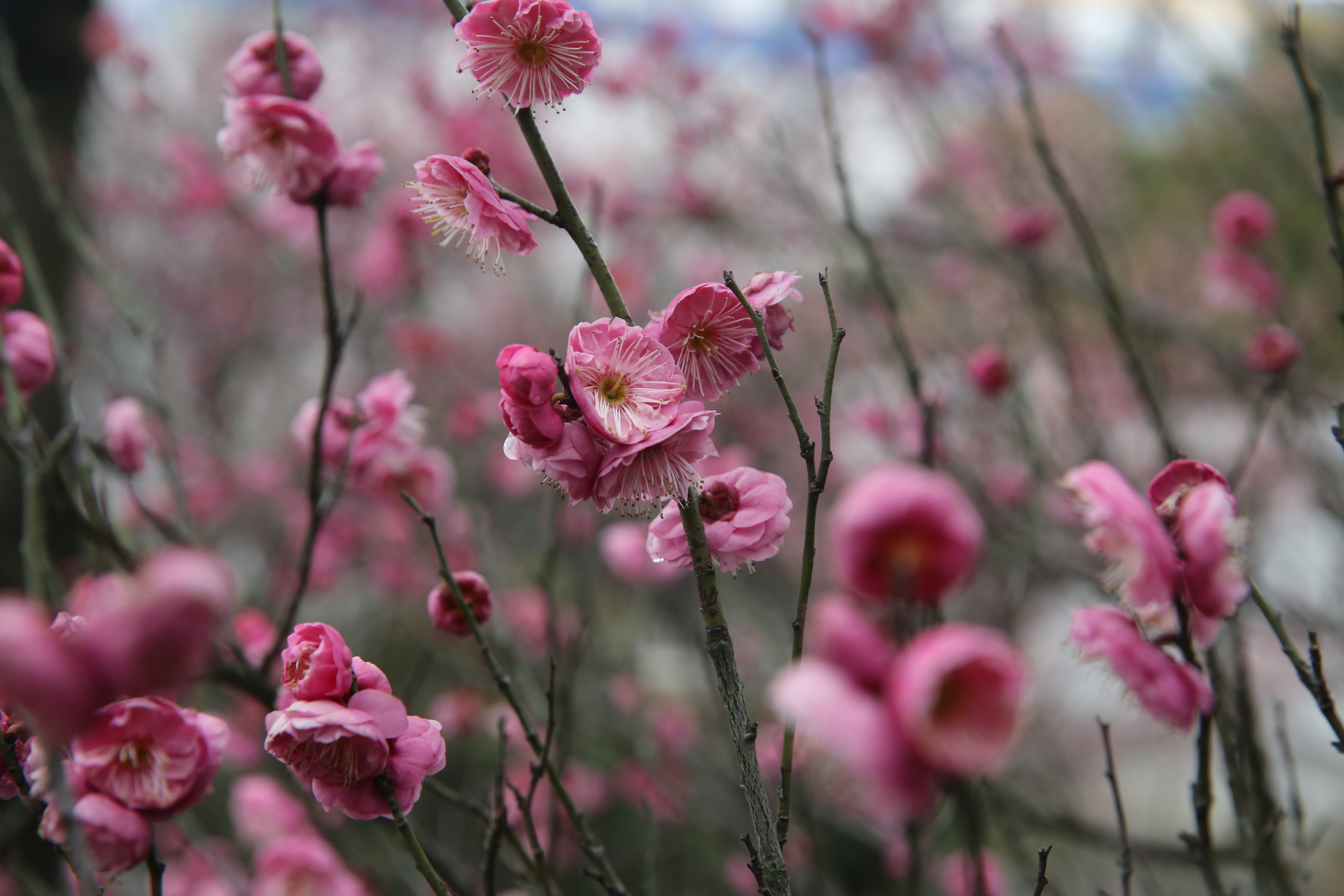 玩彩网·「中国区」官方网站