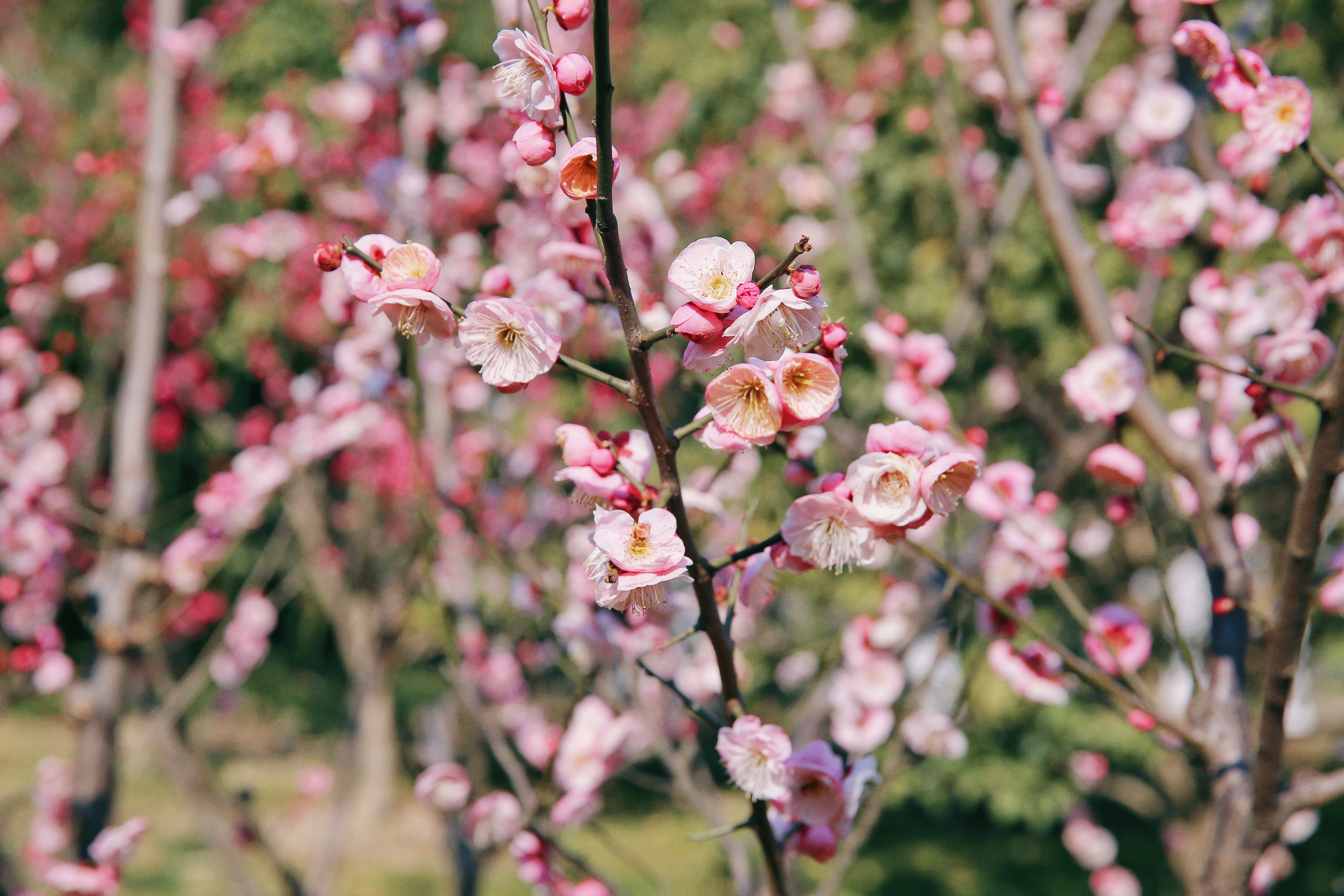玩彩网·「中国区」官方网站